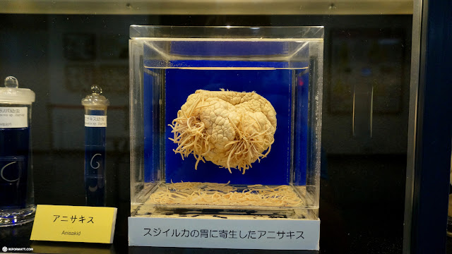 Meguro Parasitological Museum - 目黒寄生虫館 in Meguro, Japan 