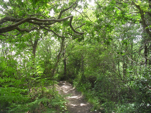 SDC11563 Path down to Fairlight Glen's beach