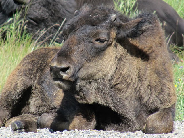 Un jeune bison  IMG_5925