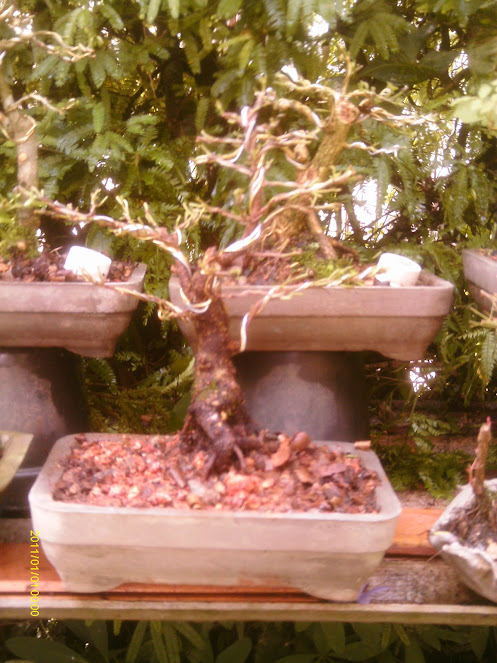 Ficus Retusa 23 cmts. ... IMAG0119