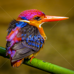 by Sanjay Nagaonkar - Animals Birds
