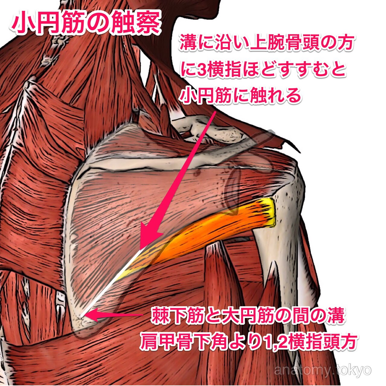 小円筋の触察 徹底的解剖学