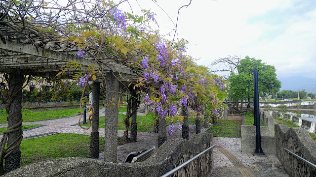 [宜蘭·員山景點] 七賢重劃公園紫藤花(免門票)