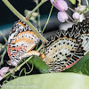 Leopard Lacewing