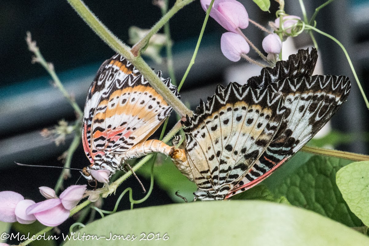 Leopard Lacewing