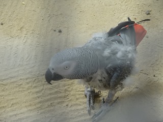 2016.08.05-026 perroquet gris du Gabon