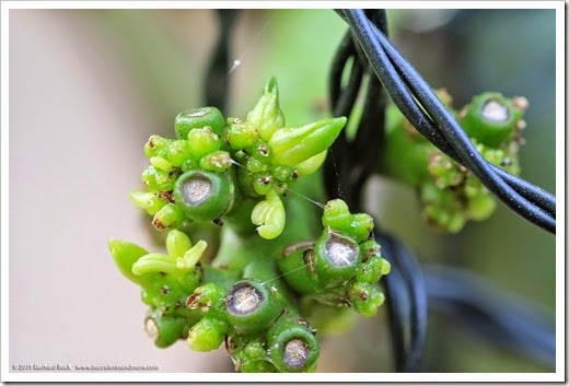 150512_Agave-desmettiana-variegata_009