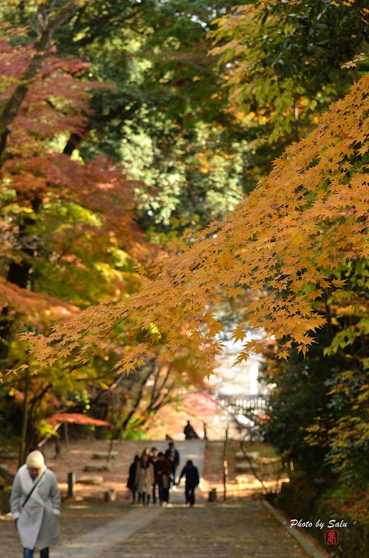 京都光明寺