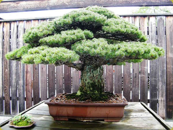Old-Pinus-parviflora-japanese-white-pine-bonsai