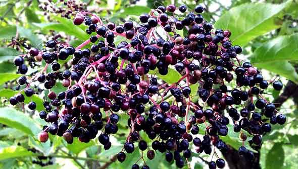 Elderberry