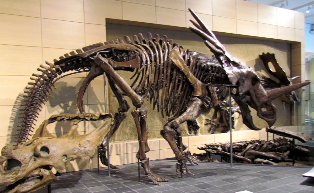 파일:external/upload.wikimedia.org/Styracosaurus_body.jpg