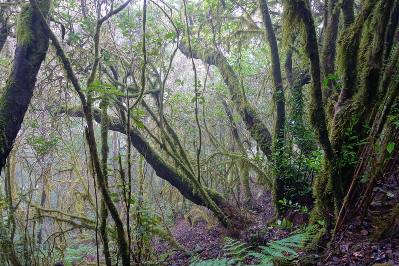 3 días en La Gomera (Canarias).  Una isla para enmarcar.  2ª parte. - De viaje por España (40)