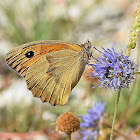 Meadow Brown