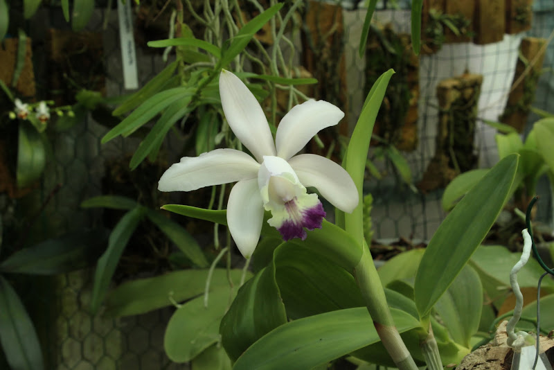 Cattleya Tsiku Eglantine f. coerulea (dolosa x intermedia) IMG_6011