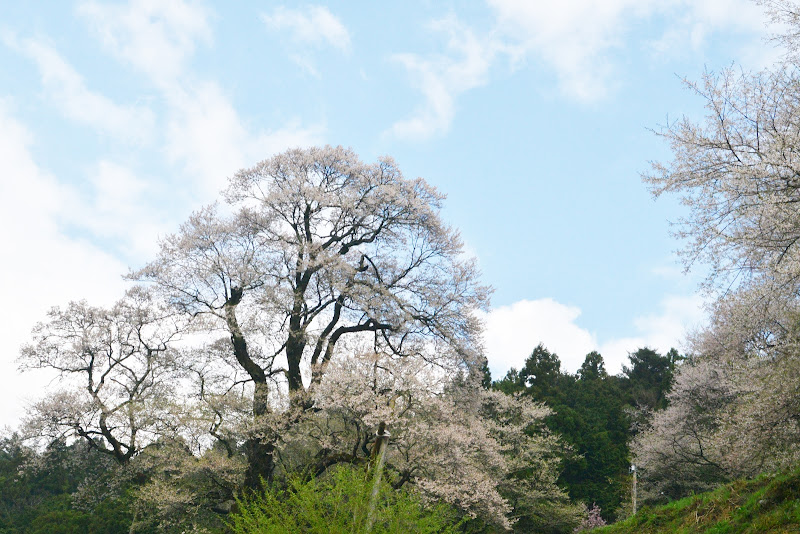 高知 仁淀川 ひょうたん桜 - [Kochi] Gourd‐shaped cherry blossoms