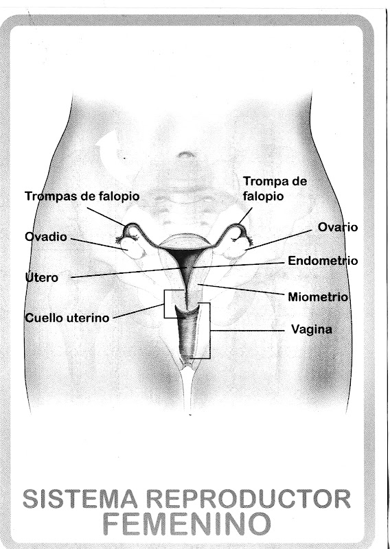 Pinto Dibujos Dibujo Del Sistema Reproductor Femenino Para Colorear