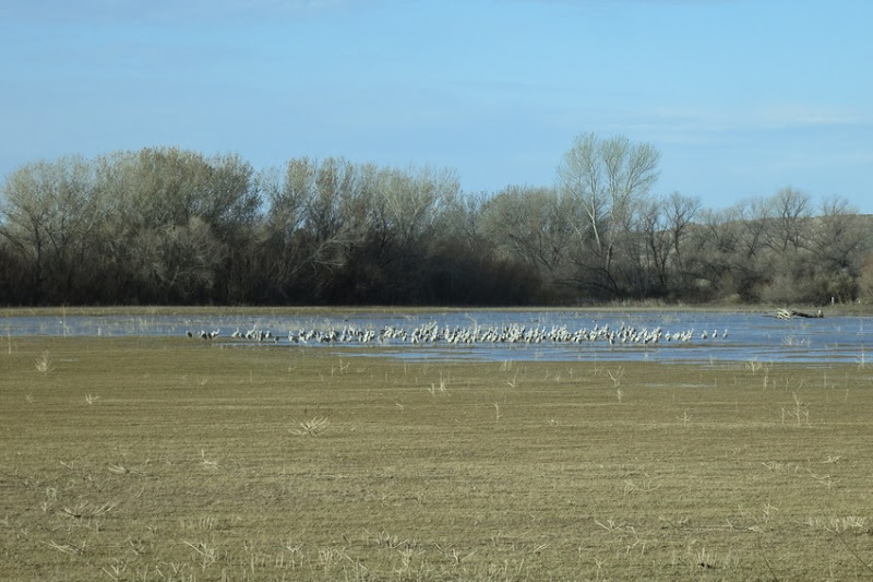 Sandhill Cranes IMG_7714