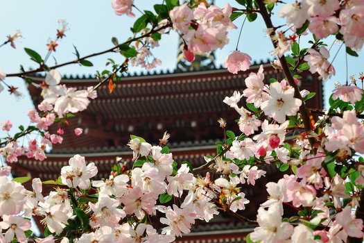 Férias no Japão