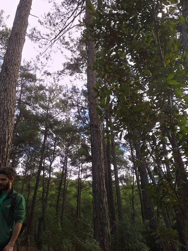 The pine forest on the banks of Myrsonas