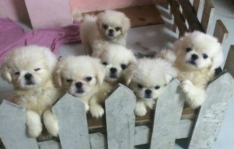 Mua bán chó Bắc Kinh và Bắc Kinh lai Nhật giá bao nhiêu ở Hà Nội và TPHCM