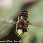 Honey Bee