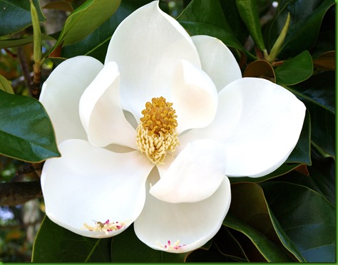 Magnolia grandiflora 2