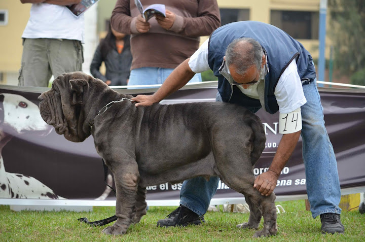 8° MATCH + CLUB DEL MASTINO NAPOLETANO DEL PERU + FOTOS DSC_3494