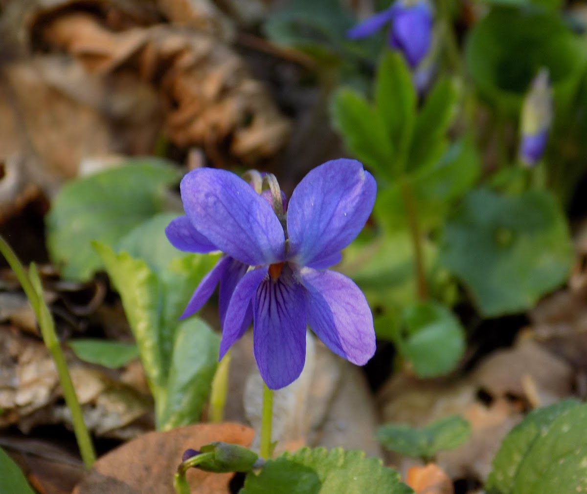 Sweet violet