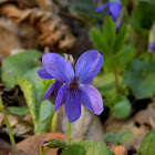 Sweet violet