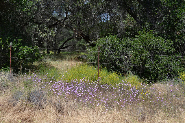 purple and yellow under the barbed wire