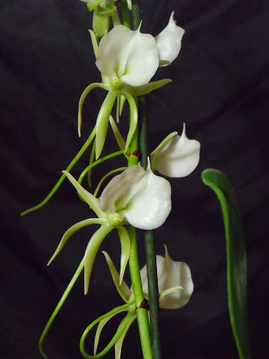 Angraecum eburneum Angraecum_eburneum_2013%2520%25283%2529