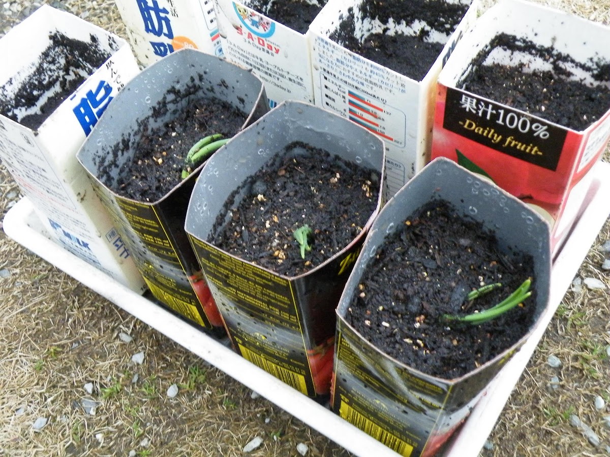 芽が出たニンニクを植えてみた ドケチ的家庭菜園 その1 トイレのうず ブログ