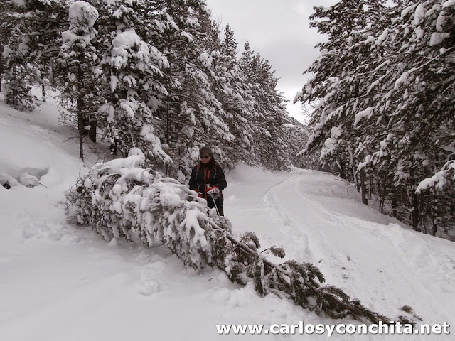 Muchas ramas caidas por el viento y peso de la nieve