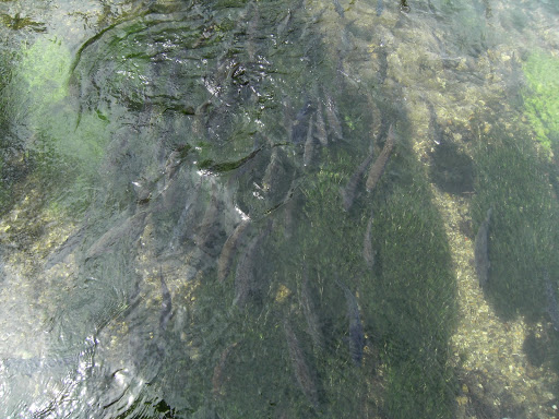 DSCF0810(1) A hover of brown trout at Whitchurch Town Bridge