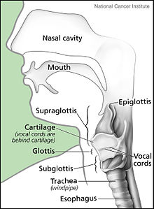 파일:external/upload.wikimedia.org/220px-Larynx_and_nearby_structures.jpg