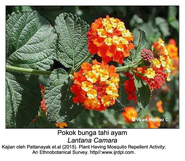 9 jenis pokok ni boleh bantu halau nyamuk! 