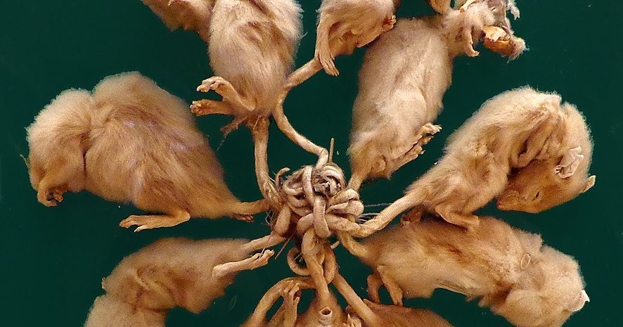 The rat king or roi-de-rats is a very creepy conjoined creature