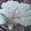 Pixie Cup Lichen