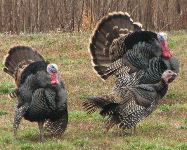 How To Survive Thanksgiving With Your Italian Family