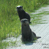 North American River Otter