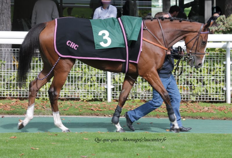 Photos Auteuil 26-09-2015 IMG_3902