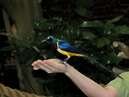 Visiting the National Aviary