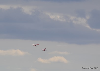 First glimpse of Roseate Spoonbills