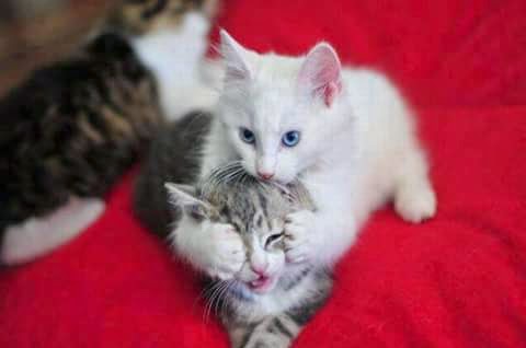 Cute Cat Pics For Share Sweet Cats Photos