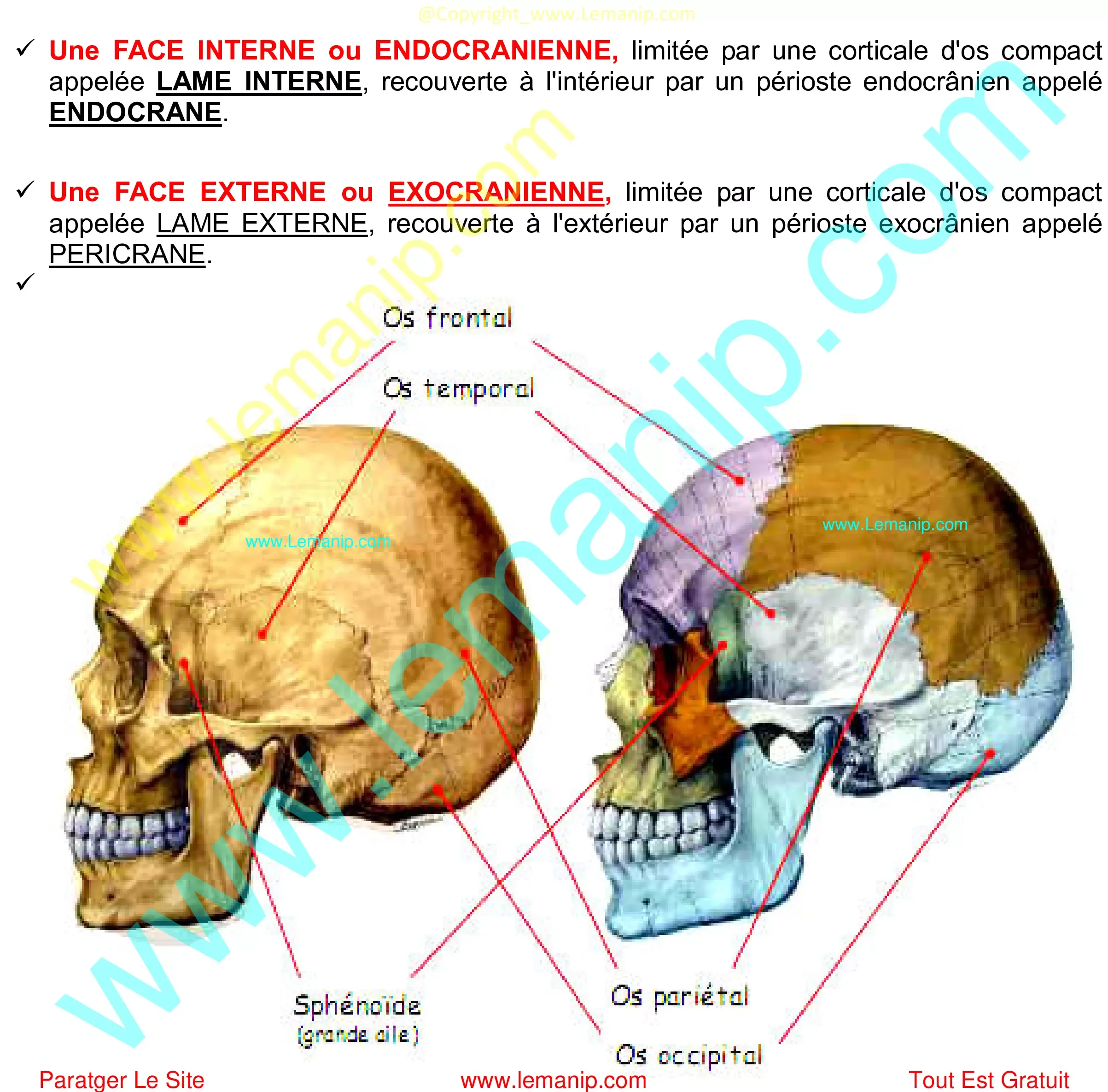 CRÂNE  Anatomie