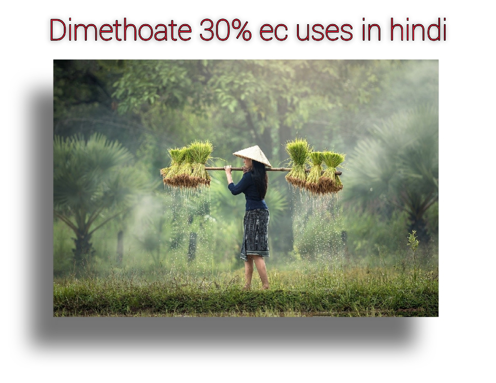 Dimethoate 30% ec uses in hindi, Mode Of Action, dosage and Brand Name