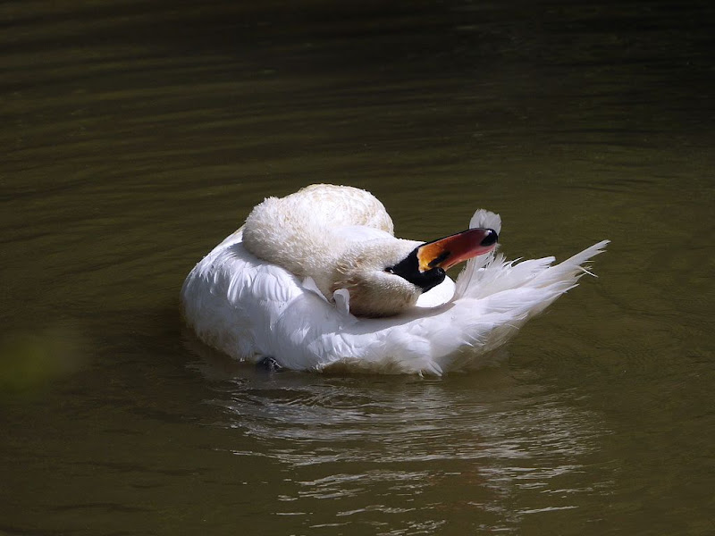 La toilette du cygne G1290496