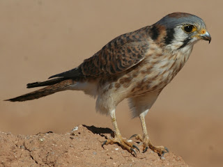 Britain's birds of prey: The Country Life guide to raptors