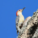 Red-bellied woodpecker