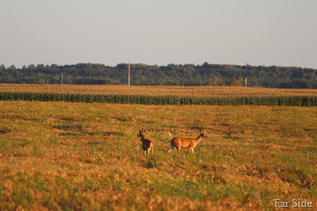 Deer in the pea field